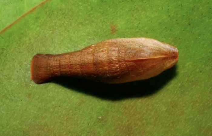 Figura 5. Pupa de <i>Menander pretus</i> (Riodinidae), vista dorsal, localidad Coneja Estación Biológica Quica Sector Pitilla ACG (415m). Voucher: 08-SRNP-30470-DHJ438526.jpg.