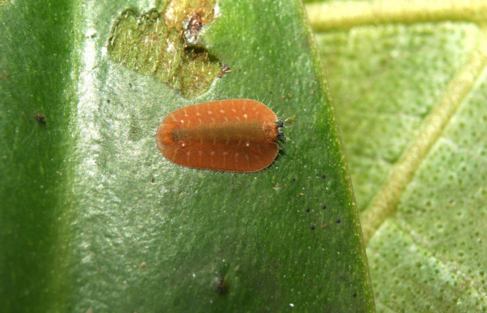 Figura 1. Larva <i>Menander pretus</i> (Riodinidae), primer estadío (I) vista dorsal, localidad Bullas Estación Biológica Quica Sector Pitilla ACG 415m). Voucher: 12-SRNP-71081-DHJ495393.jpg.