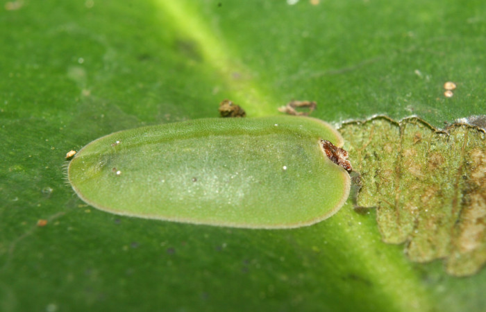 Figura 3. Larva <i>Menander pretus</i> (Riodinidae), penúltimo estadío (PU) vista lateral, localidad Bullas Estación Biológica Quica Sector Pitilla ACG (440m). Voucher: 12-SRNP-71082-DHJ495398.jpg.