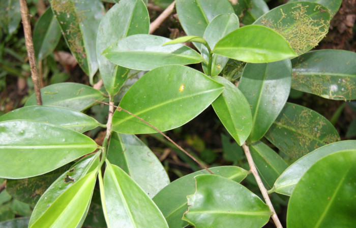 Figura 8. Planta hospedera de <i>Menander pretus</i> (Riodinidae), llamada <i>Schwartzia costaricensis</i> (Marcgraviaceae), localidad Bullas Estación Biológica Quica Sector Pitilla ACG (440m).