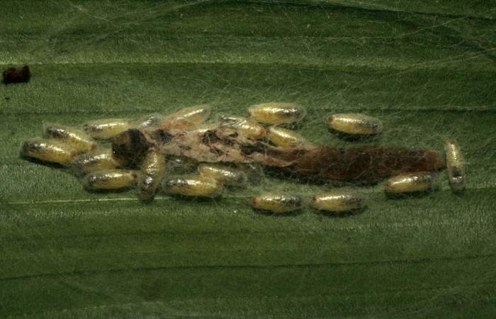 Figura 11. Capullos de <i>Apanteles leonelgarayi</i> (Braconidae), parásito de <i>Struthoscelis christianafigueresae</i> (Oecophoridae), localidad Quebradona Estación Biológica Quica, Sector Pitilla ACG (475m). Voucher: 10-SRNP-72417-DHJ479509.jpg.