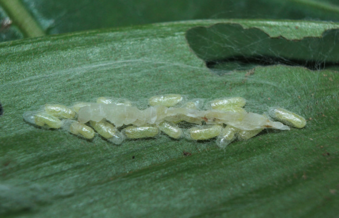 Figura 12. Capullos de <i>Apanteles leonelgarayi</i> (Braconidae), parásito de <i>Struthoscelis christianafigueresae</i> (Oecophoridae), localidad Medrano Estación Biológica Quica, Sector Pitilla ACG (380m). Voucher: 14-SRNP-72094-DHJ726506.jpg.