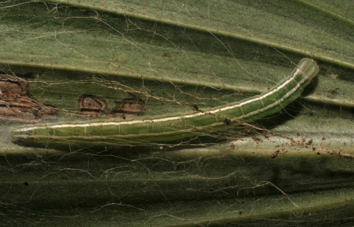 Figura 4. Larva <i>Struthoscelis christianafigueresae</i> (Oecophoridae), último estadío (U), vista dorsal, localidad Chayito, Sector Rincón Rain forest ACG (470m). Voucher: 14-SRNP-81312-DHJ714455.jpg.