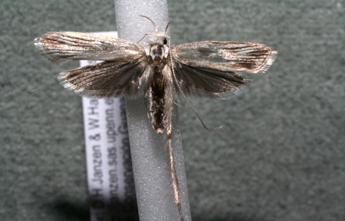 Figura 10. Adulto de <i>Struthoscelis christianafigueresae</i> (Oecophoridae), vista ventral, localidad Chayito, Sector Rincón Rain forest ACG (470m). Voucher: 15-SRNP-81109-DHJ922879.jpg.