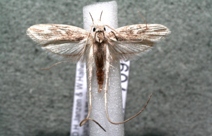 Figura 1. Adulto de <i>Struthoscelis christianafigueresae</i> (Oecophoridae), vista dorsal, localidad Medrano Estación Biológica Quica, Sector Pitilla ACG (380m). Voucher: 16-SRNP-70936-DHJ924886.jpg.