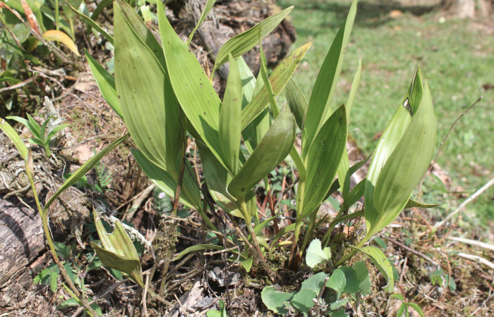 Figura 13. Planta hospedera de <i>Struthoscelis christianafigueresae</i> (Oecophoridae), planta llamada <i>Sobralia mucronata</i> (Orchidaceae), localidad Estación Biológica Quica, Sector Pitilla ACG (470m). Foto: Ricardo Calero, 10 Mayo 2018.