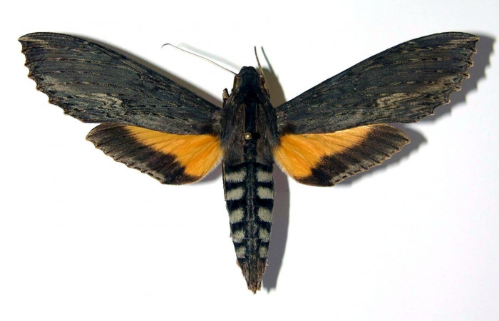 Fig. 2. Adulto <i>Erinnyis alope</i>, posición dorsal, macho. Area de Conservación Guanacaste, Sector Santa Rosa, Area Administrativa, elevación 295 m.s.n.m.  (03-SRNP-12349-DHJ95990).