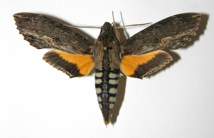 Fig. 16. Adulto <i>Erinnyis alope</i>, posición dorsal, macho. Area de Conservación Guanacaste, Sector Santa Rosa, Area Administrativa, elevación 295 m.s.n.m.  (06-SRNP-30692-DHJ335114).