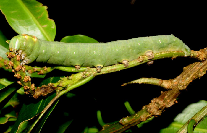 Fig. 15. Larva U estadio <i>Erinnyis ello</i>, posición lateral. Area de Conservación Guanacaste, Sector San Cristóbal, Sendero Carmona, elevación 670 m.s.n.m.  (07-SRNP-1242-DHJ419563).