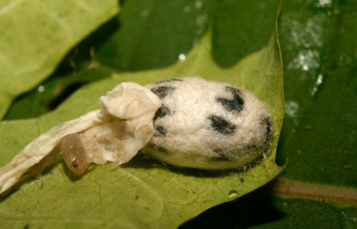 Fig. 21. Capullo de parásito de la familia Ichneumonidae, <i>Cryptophion</i> espinozaiDHJ01, parásito de larva <i>Erinnyis alope</i>. Area de Conservación Guanacaste, Sector Pitilla, Coneja, elevación 415 m.s.n.m.  (14-SRNP-70200-DHJ703862.jpg).