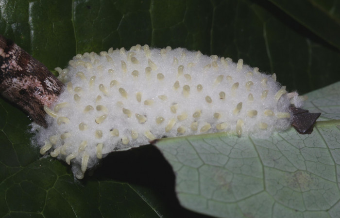Fig. 22. Larvas de avispas de la familia Eulophidae, <i>Horismenus</i> Janzen22, parásito de larva <i>Erinnyis alope</i>. Area de Conservación Guanacaste, Sector Pitilla, Ingas, elevación 580 m.s.n.m.  (17-SRNP-31104-DHJ736733.jpg).