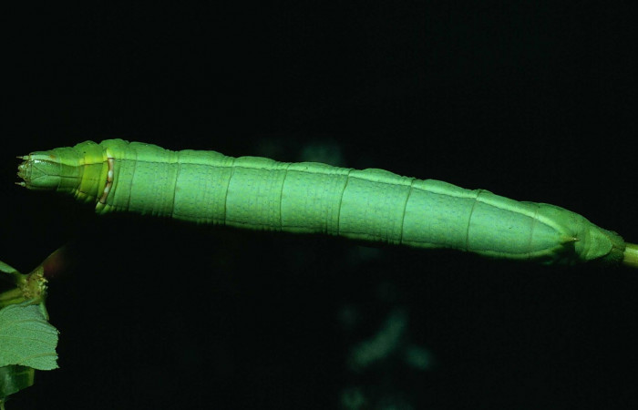Fig. 7. Larva U estadio <i>Erinnyis alope</i>, posición dorsal. Area de Conservación Guanacaste, Sector Santa Rosa, Cafetal, elevación 280 m.s.n.m.  (80-SRNP-308-DHJ1552).