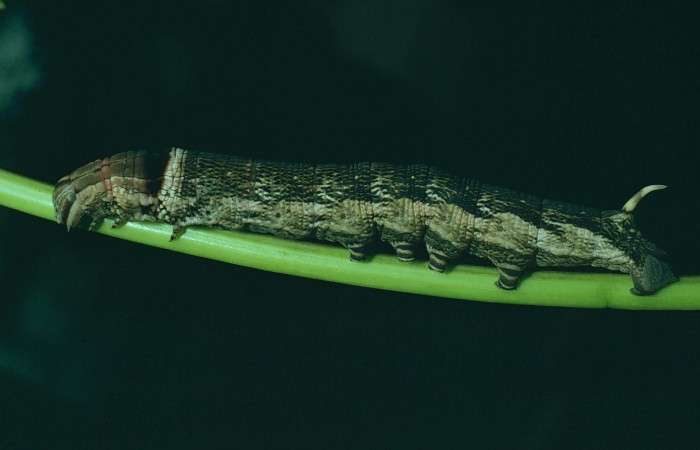 Fig. 10. Larva U estadio <i>Erinnyis alope</i>, posición lateral. Area de Conservación Guanacaste, Sector Santa Rosa, Sendero Natural, elevación 290 m.s.n.m.  (80-SRNP-373-DHJ1603).
