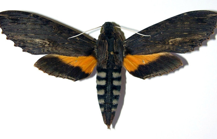 Fig. 4. Adulto <i>Erinnyis alope</i>, posición dorsal, hembra. Area de Conservación Guanacaste, Sector Cacao, Estación Cacao, elevación 1150 m.s.n.m.  (03-SRNP-11132-DHJ95994).