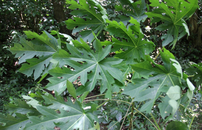 Fig. 24. Planta que come <i>Erinnyis alope</i>, Familia, Euphorbiaceae, <i>Carica papaya</i>, (introduced), posición haz, (parte de arriba).  Area de Conservación Guanacaste, Sector Cacao, Gongora, elevación 570 m.s.n.m. (Foto Harry.Ramirez Jul. 2019).