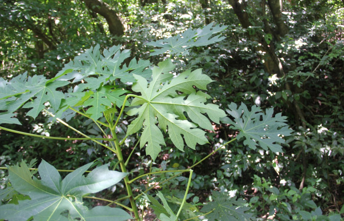 Fig. 25. Planta que come <i>Erinnyis alope</i>, Familia, Euphorbiaceae, <i>Carica papaya</i>, (introduced), posición envés, (parte de abajo).  Area de Conservación Guanacaste, Sector Cacao, Gongora, elevación 570 m.s.n.m. (Foto Harry.Ramirez Jul. 2019).