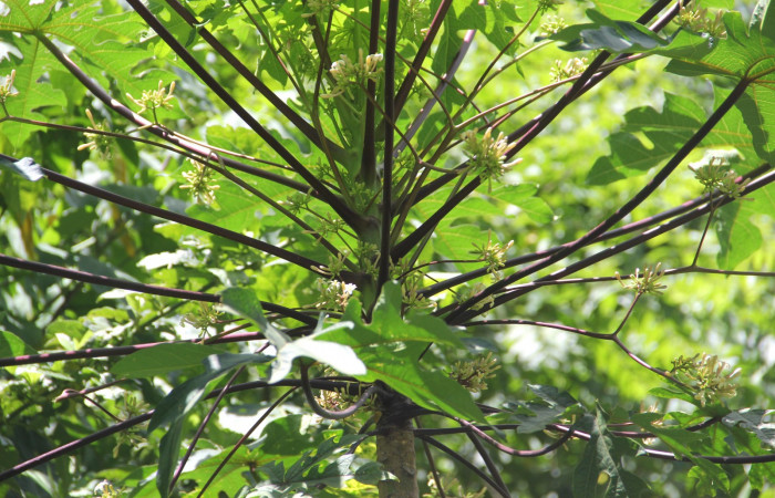Fig. 26. Planta que come <i>Erinnyis alope</i>, Familia, Euphorbiaceae, <i>Carica papaya</i>, (introduced), flores, Area de Conservación Guanacaste, Sector Cacao, Gongora, elevación 570 m.s.n.m. (Foto Harry.Ramirez Jul. 2019).