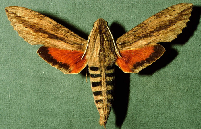 Fig. 17. Adulto <i>Erinnyis ello</i>, posición dorsal, macho. Area de Conservación Guanacaste, Sector Santa Rosa, Quebrada Costa Rica, elevación 275 m.s.n.m. (NBIOCRI002791759).