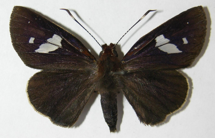 Fig. 2. Adulto hembra de <i>Carystoides</i> Janzen03. Area de Conservación Guanacaste, Sector Cacao, Sendero Cima, elevación 1460mt. (10-SRNP-35043-DHJ519828). Posición dorsal.