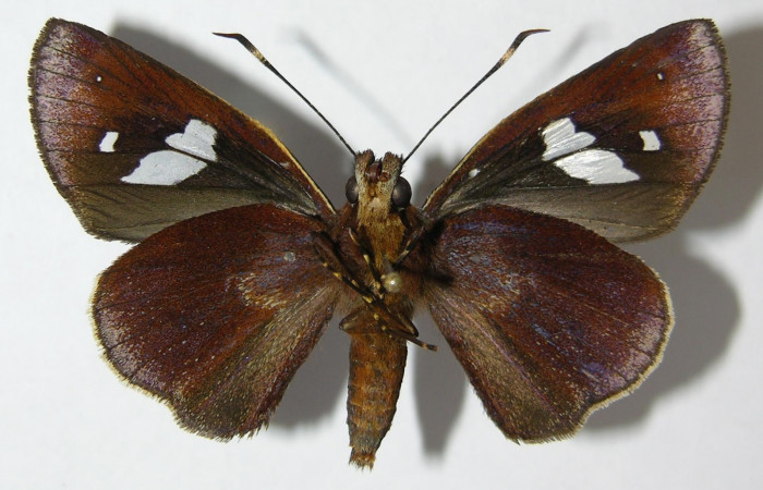 Fig. 3. Adulto hembra de <i>Carystoides</i> Janzen03. Area de Conservación Guanacaste, Sector Cacao, Sendero Cima, elevación 1460mt. (10-SRNP-35043-DHJ519829). Posición ventral.