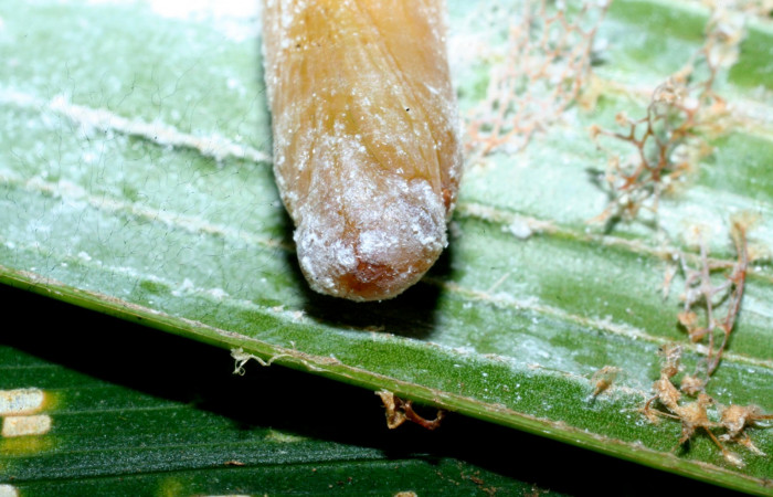 Fig. 14. Pupa de <i>Carystoides</i> Janzen03. Area de Conservación Guanacaste, Sector Cacao, Sendero Cima, elevación 1460mt. (10-SRNP-35044-DHJ472174.jpg).