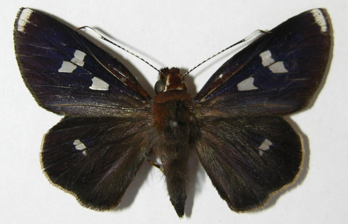 Fig. 4. Adulto macho de <i>Carystoides</i> Janzen03. Area de Conservación Guanacaste, Sector Cacao, Sendero Cima, elevación 1460mt. (10-SRNP-35044-DHJ519826). Posición dorsal.