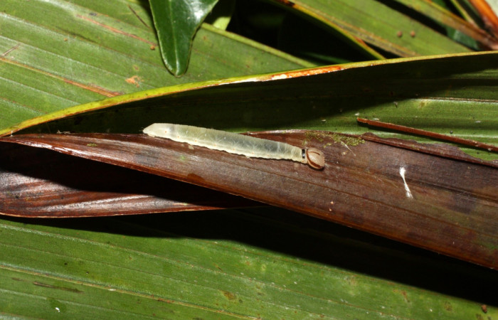Fig. 9. Larva en tercer estadio de <i>Carystoides</i> Janzen03. Area de Conservación Guanacaste, Sector Cacao, Sendero Cima, elevación 1460mt. (12-SRNP-35430-DHJ490213.jpg).