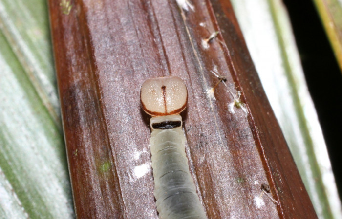 Fig. 8. Larva en tercer estadio de <i>Carystoides</i> Janzen03. Area de Conservación Guanacaste, Sector Cacao, Sendero Cima, elevación 1460mt. (12-SRNP-35430-DHJ490216.jpg).