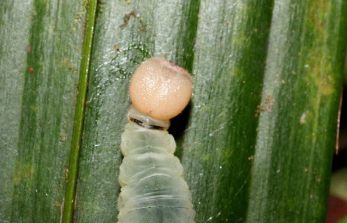 Fig. 10. Larva en último estadio de <i>Carystoides</i> Janzen03. Area de Conservación Guanacaste, Sector Cacao, Sendero Cima, elevación 1460mt. (12-SRNP-35431-DHJ490224.jpg).