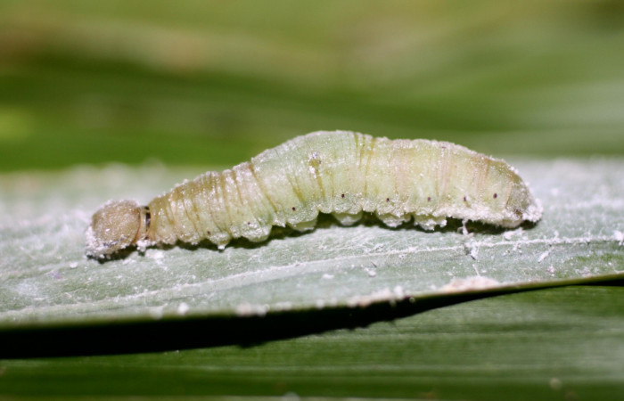 Fig. 12. Larva en prepupa de <i>Carystoides</i> Janzen03. Area de Conservación Guanacaste, Sector Cacao, Sendero Cima, elevación 1460mt. (15-SRNP-35792-DHJ709462.jpg).