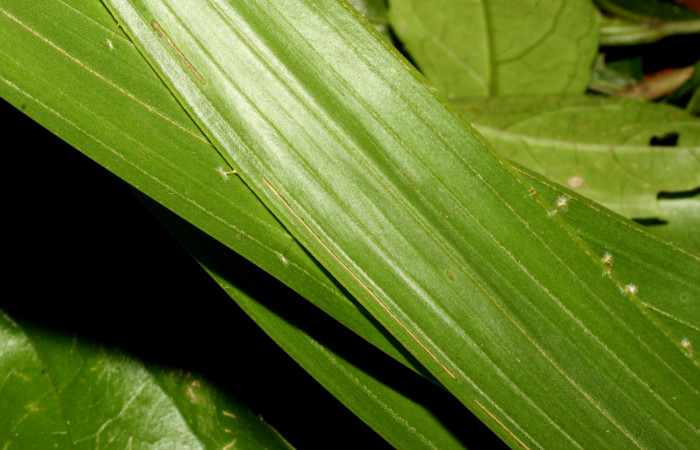 Fig. 6. Casita de <i>Carystoides</i> Janzen03 en penúltimo estadio. Area de Conservación Guanacaste, Sector Santa María, Sendero Fosa, elevación 1859mt. (17-SRNP-35105-DHJ734059.jpg).
