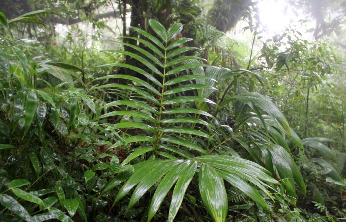 Fig. 15. Area de Conservación Guanacaste, Sector Cacao, Sendero Cima, elevación 1460mt, planta hospedera de <i>Carystoides</i> Janzen03. <i> Prestoea acuminata</i> de la familia Arecaceae. (foto 29.JMP 08/02/2019 .jpg).