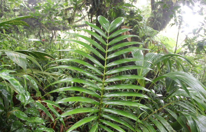 Fig. 16. Area de Conservación Guanacaste, Sector Cacao, Sendero Cima, elevación 1460mt, planta hospedera de <i>Carystoides</i> Janzen03.<i> Prestoea acuminata</i> de la familia Arecaceae. (foto 30.JMP 08/02/2019 .jpg).