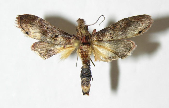 Fig.19. Vista vista dorsal de adulto <i>Tancoa</i> crinitaDHJ03. Voucher:04-SRNP-41991- DHJ343410.jpg.