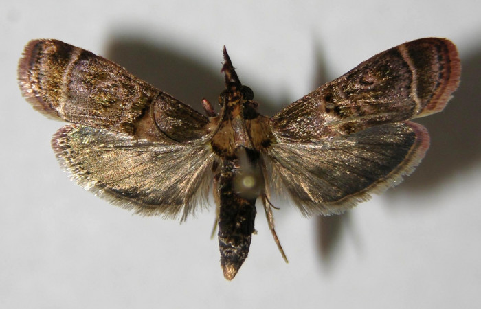 Fig.20. Vista dorsal de adulto <i>Tancoa</i> crinitaDHJ04. Voucher:06-SRNP-41764-DHJ353726.jpg.