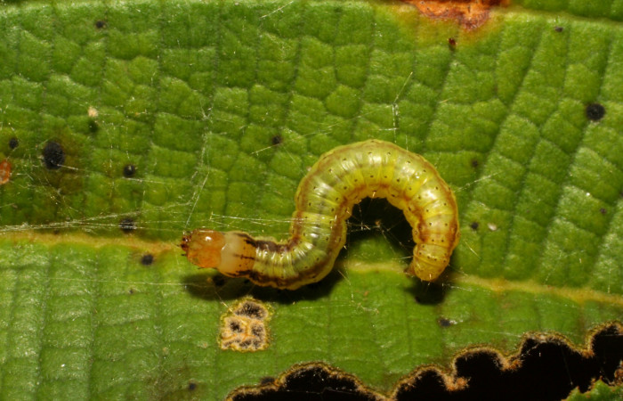Fig.13. Vista dorsal de la larva <i>Tancoa</i> crinitaDHJ04. Voucher: 07- SRNP-30699-DHJ418722.jpg.