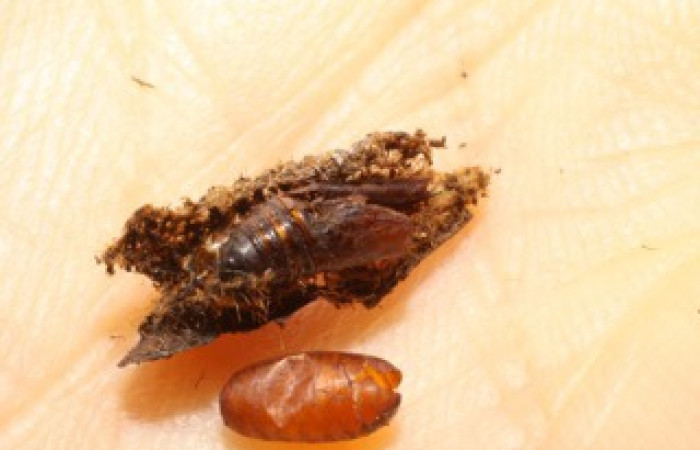 Fig.18. Vista del Tachinidae <i>Patelloa</i> xanthuraDHJ01 eclosionado en <i>Tancoa crinita</i> . Voucher:09-SRNP-33056-DHJ474080.jpg.