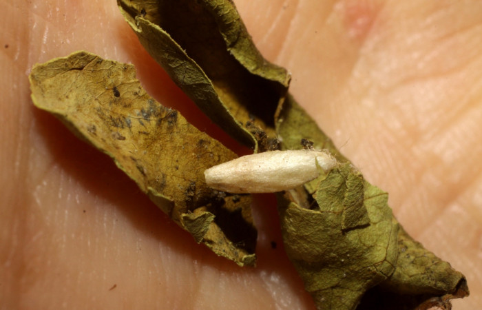 Fig.16. Vista del Braconidae Apanteles randallmartinezi sin eclosionar en <i>Tancoa</i> crinitaDHJ03. Voucher:09- SRNP-42777-DHJ476481.JPG.