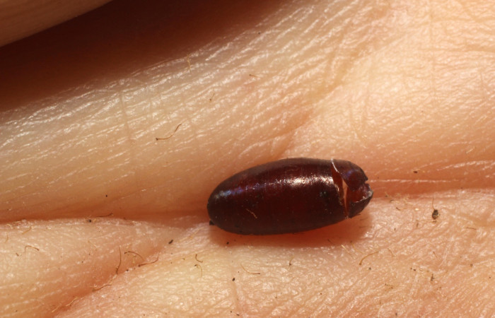 Fig.6. Pupario eclosionado de Tachinidae <i>Lixophaga</i> Wood04DHJ02.<i>Tancoa crinita</i> (Pyralidae) Voucher: 11-SRNP-3898- DHJ800567.JPG.