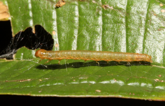 Fig. 3. Larva de <i>Tancoa crinita</i> (Pyralidae) mostrando un lateral. Voucher 14-SRNP-42893- DHJ708889.JPG.