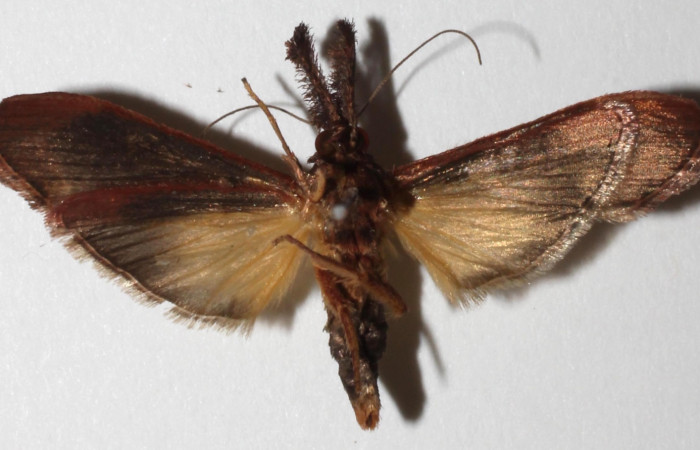 Fig.11. Adulto de <i>Tancoa crinita</i> (Pyralidae) mostrando el ventral. Voucher:18- SRNP-70833-DHJ942361.jpg.