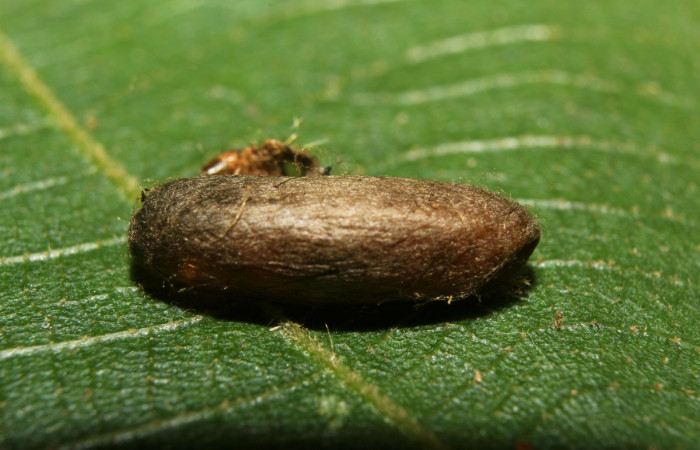 Fig.7. Parásito no eclosionado de un Ichneumonidae en <i>Tancoa crinita</i> (Pyralidae) Voucher: 18-SRNP-71243-DHJ742628.jpg.
