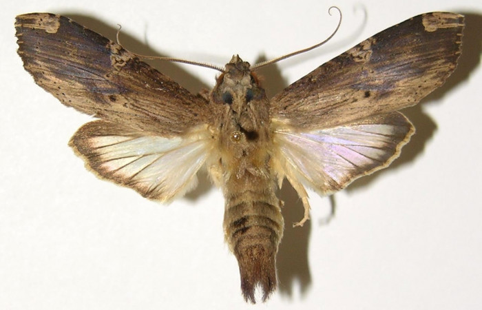 Fig. 11. Macho de <i>Nystalea ebalea</i> (Notodontidae), vista dorsal, Voucher: 01-SRNP-15294-DHJ300898.