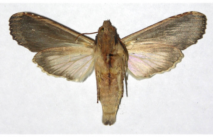 Fig. 14. Hembra de <i>Nystalea ebalea</i> (Notodontidae), vista dorsal, Voucher: 05-SRNP-57773-DHJ322557.