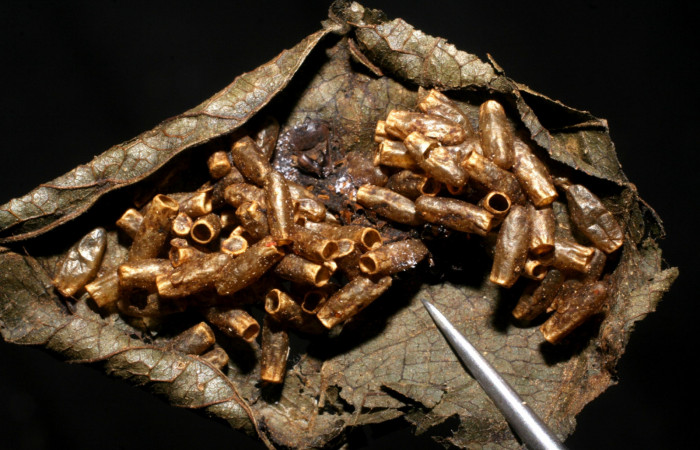 Fig. 11. Capullos de <i>Hypomicrogaster</i> OVRGDHJ06 (Braconidae) parásito en oruga de <i>Nystalea ebalea</i> (Notodontidae), Voucher: 07-SRNP-23047-DHJ448347.