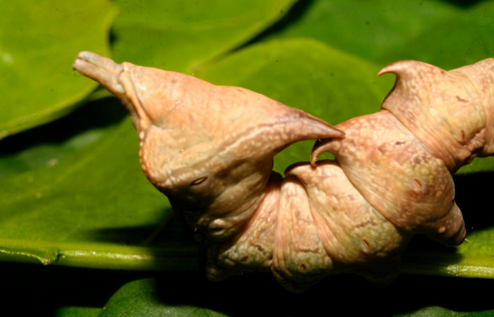 Fig. 8. Detalle posterior dorsal de <i>Nystalea ebalea</i> (Notodontidae) comiendo <i>Anacardium occidentale</i> (Anacardiaceae) Voucher: 14-SRNP-70356-DHJ703990.