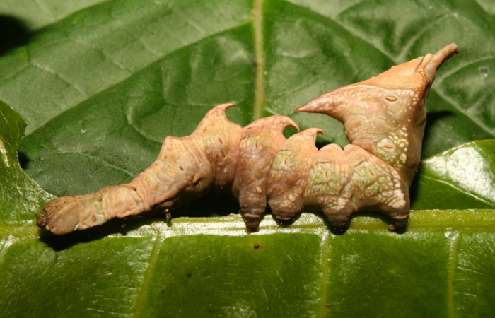 Fig. 1. Larva de <i>Nystalea ebalea</i> (Notodontidae) comiendo <i>Anacardium occidentale</i> (Anacardiaceae) Voucher: 14-SRNP-70356-DHJ703991.