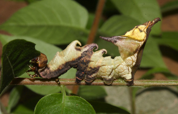 Fig. 3. Larva de <i>Nystalea ebalea</i> (Notodontidae) comiendo <i>Mosquitoxylum jamaicense</i> (Anacardiaceae) Voucher: 18-SRNP-30097-DHJ743266.