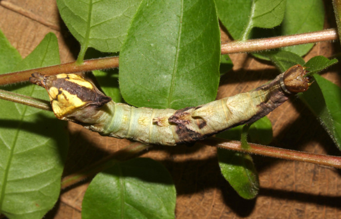 Fig. 4. Vista dorsal de <i>Nystalea ebalea</i> (Notodontidae) comiendo <i>Mosquitoxylum jamaicense</i> (Anacardiaceae) Voucher: 18-SRNP-30097-DHJ743268.