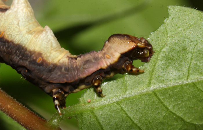 Fig. 6. Detalle cabeza de  <i>Nystalea ebalea</i> (Notodontidae) comiendo <i>Mosquitoxylum jamaicense</i> (Anacardiaceae) Voucher: 18-SRNP-30097-DHJ743272.